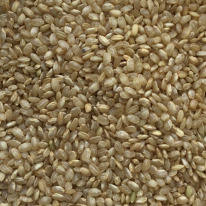 Organic Brown Rice Short Grain 500 g